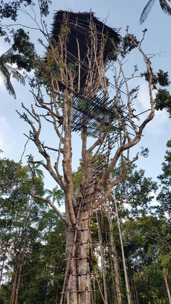 Korowai treehouse in Westpapua