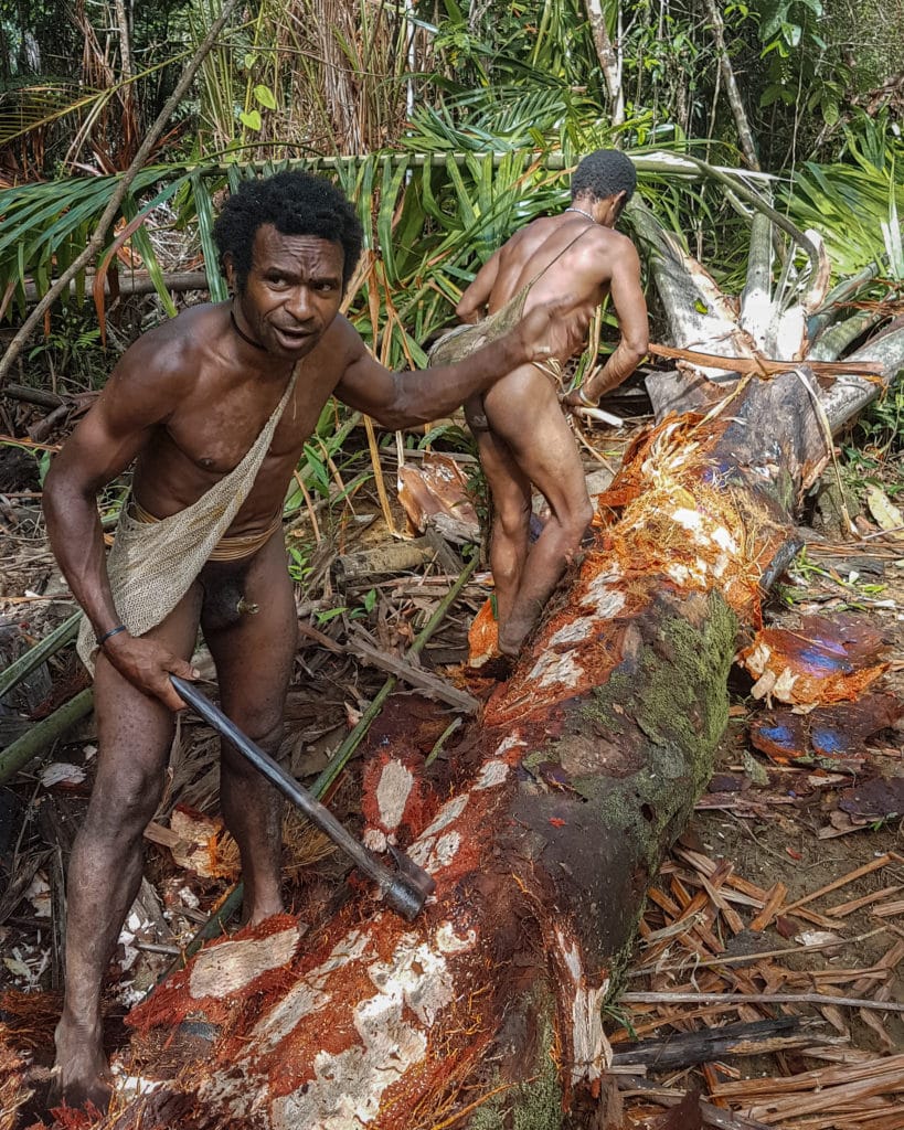 Korowai in Westpapua bearbeiten eine Sagopalme